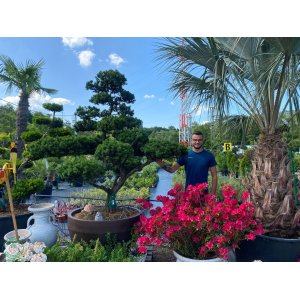 Tis japonský (Taxus Intermedia) ´CUSPIDATA´ - výška 200 cm, kont. C500L - BONSAJ - VZÁCNY A JEDINEČNÝ EXEMPLÁR (PÔVOD JAPONSKO)